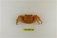 藏品(鱗形斜紋蟹)的圖片